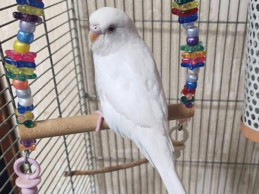 リンリンちゃん