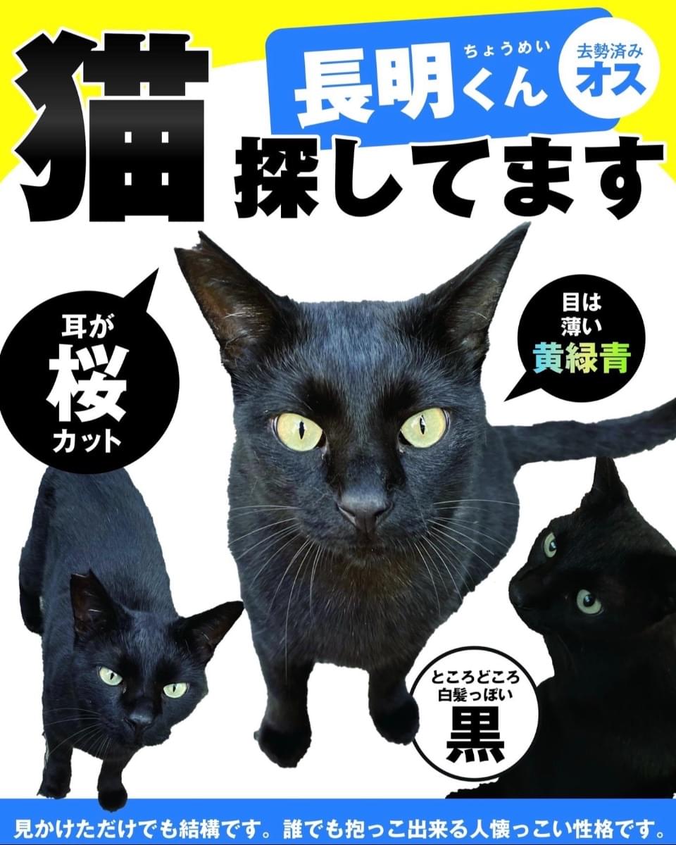 右耳カットあり 人懐っこい黒猫