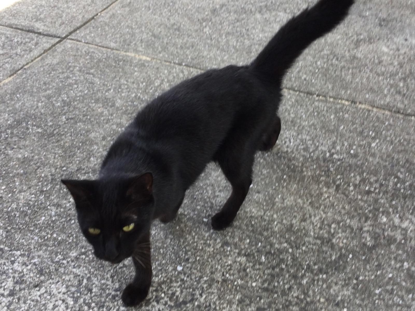 保護された猫 保護された猫