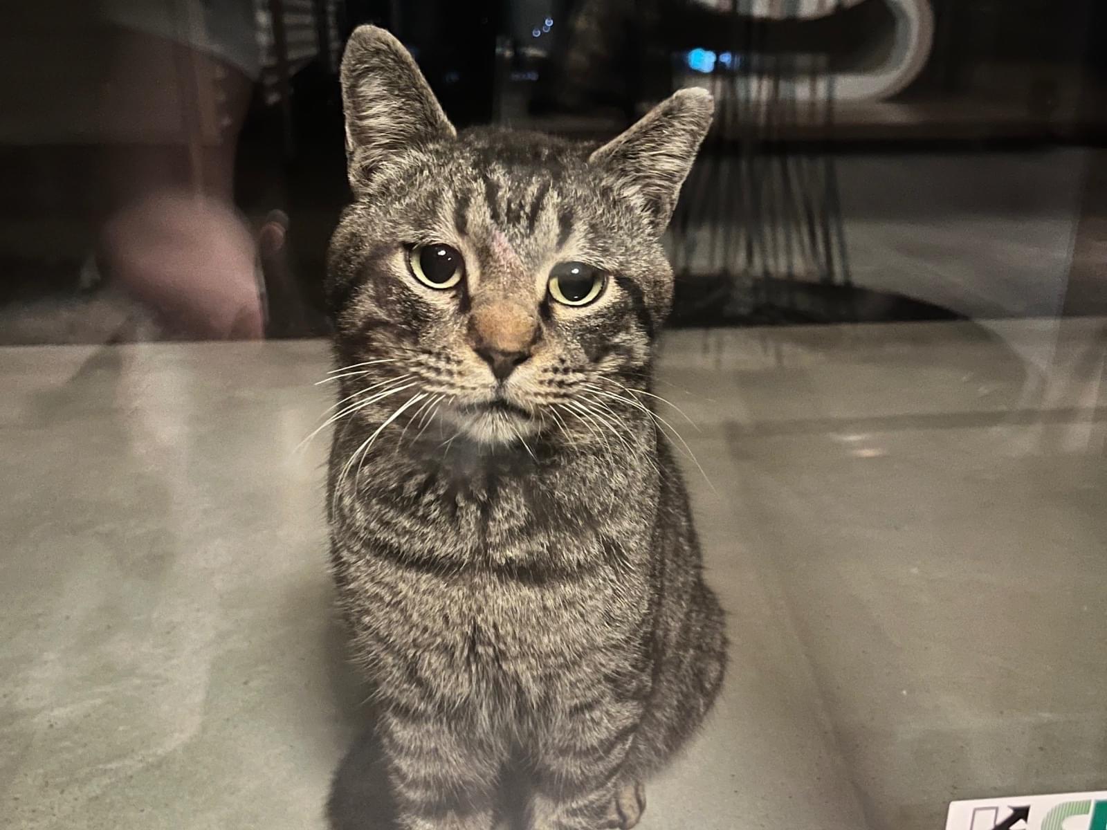 目撃された猫 目撃された猫