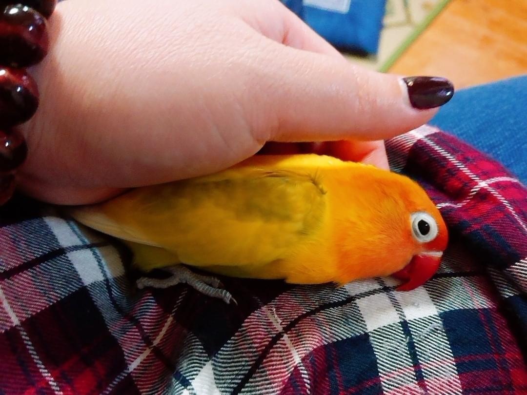 きいらちゃん きいらちゃん