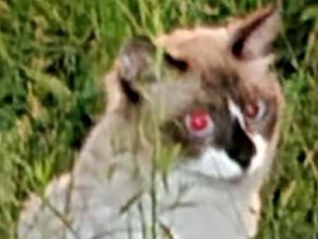 目撃された猫 目撃された猫