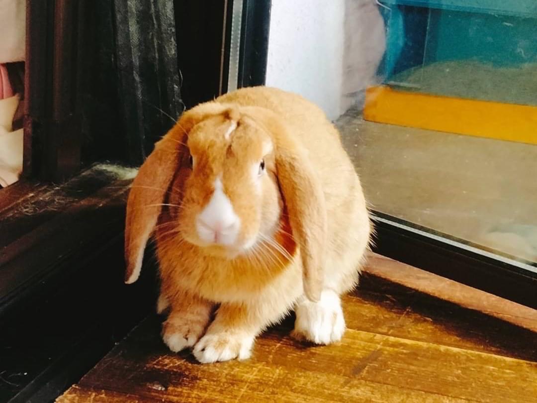 ぽこちゃん ぽこちゃん
