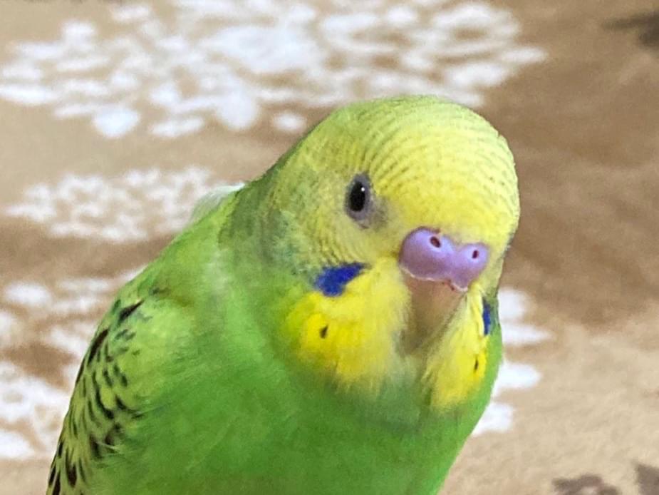 スケちゃん スケちゃん
