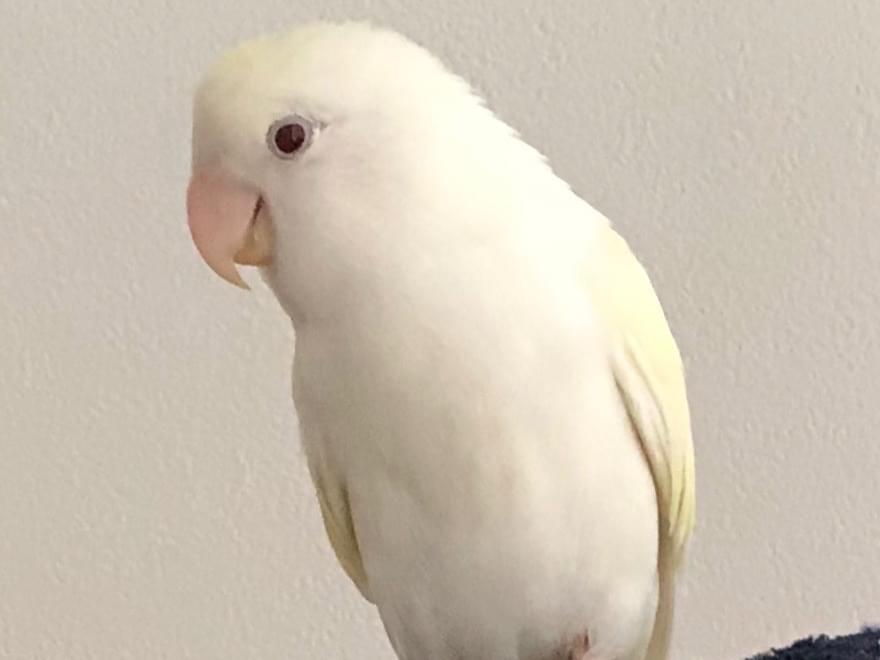 ノアちゃん ノアちゃん