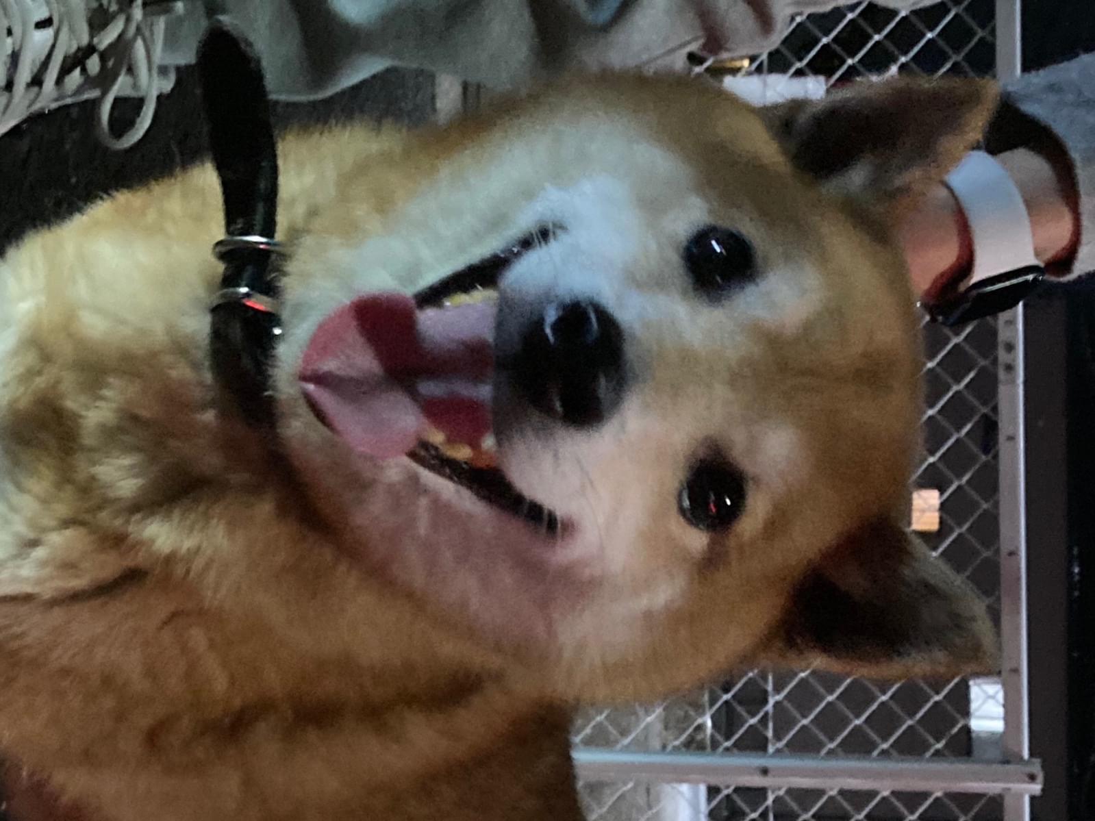 保護された犬 保護された犬