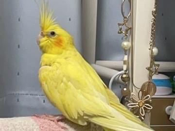 ミュウちゃん ミュウちゃん