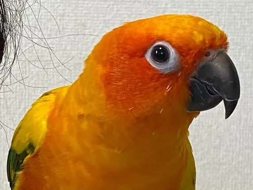 コガネメキシコインコを探してます