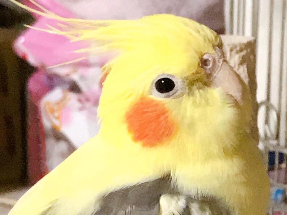 てんてんちゃん てんてんちゃん