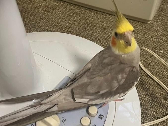 オカメインコちゃん