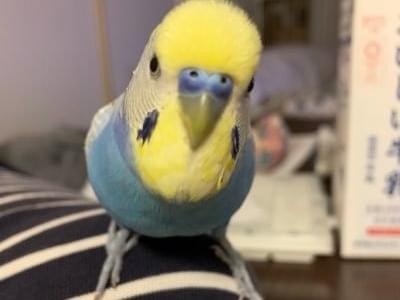 ピィちゃん ピィちゃん