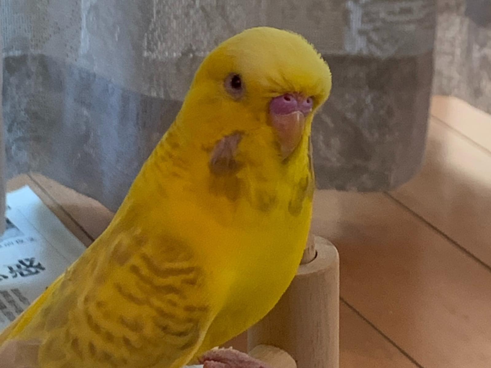 ゆずちゃん ゆずちゃん