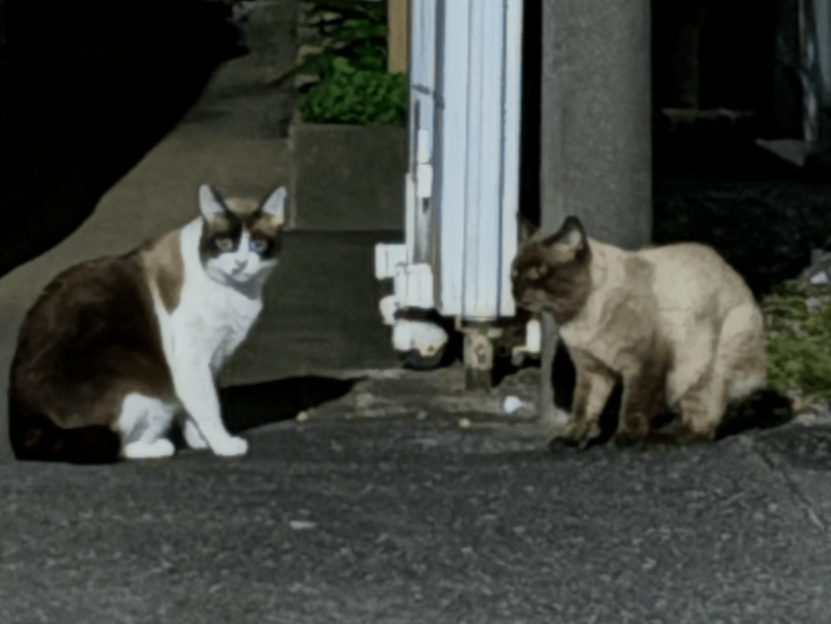 目撃された猫 目撃された猫