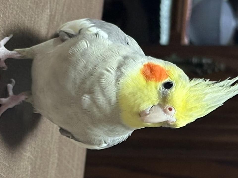 パールちゃん パールちゃん