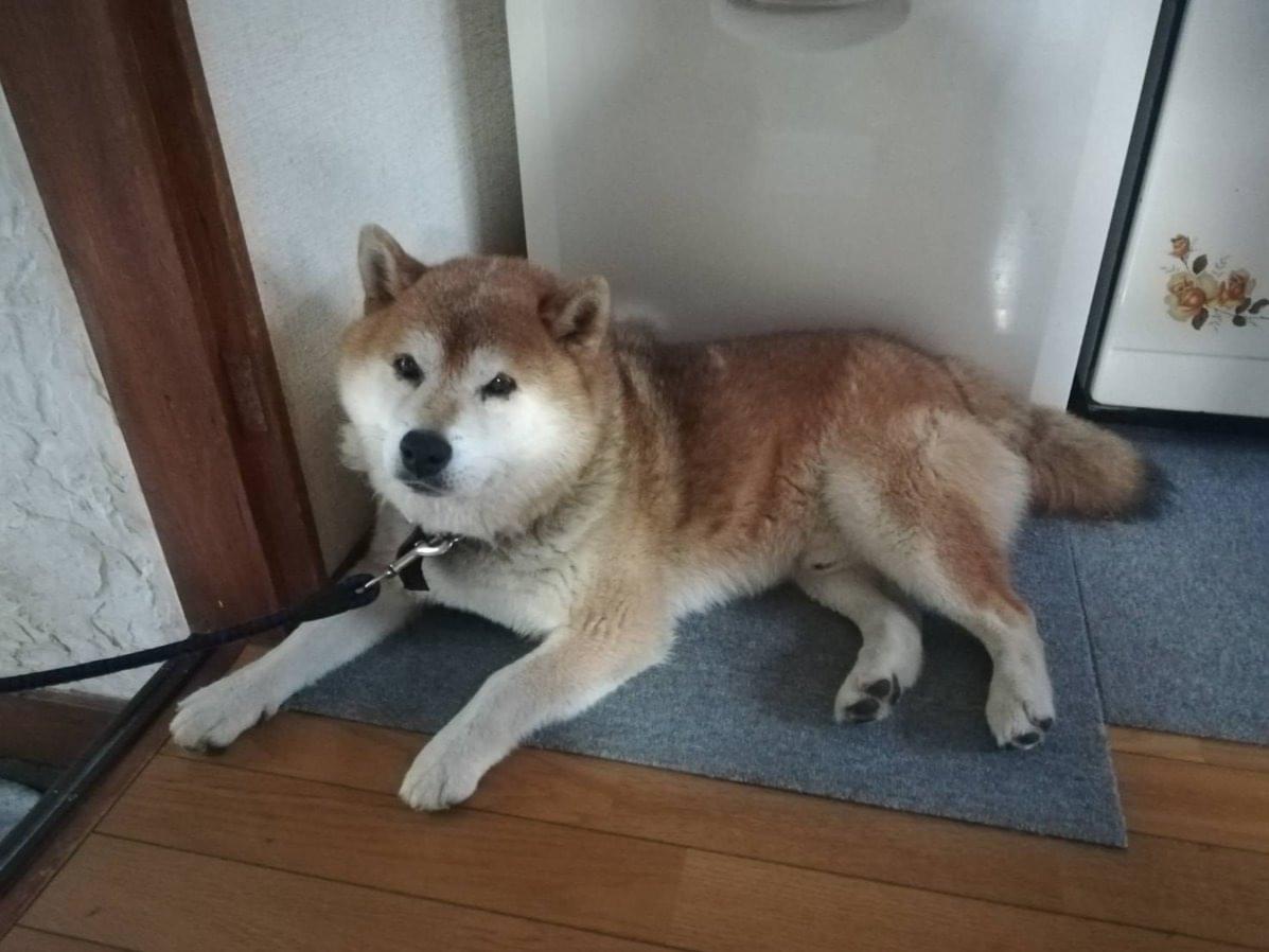 タジオちゃん タジオちゃん
