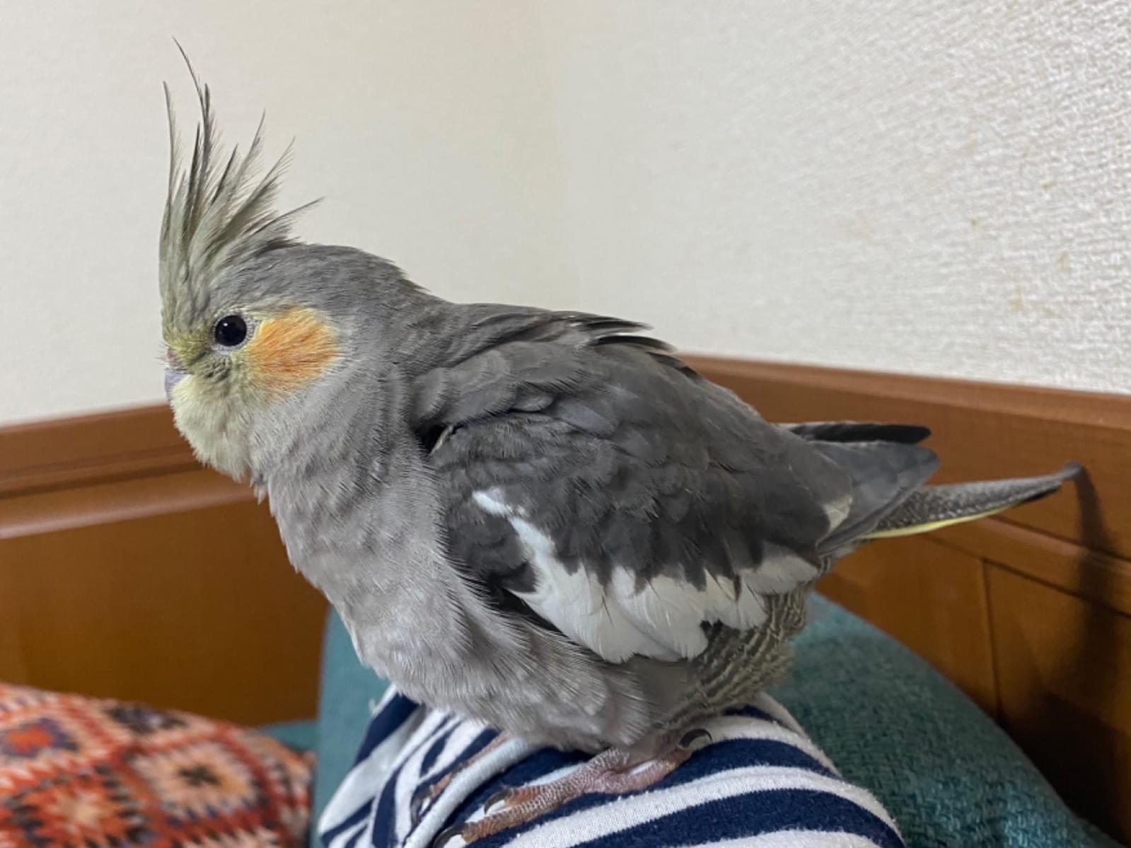 ピーちゃん ピーちゃん