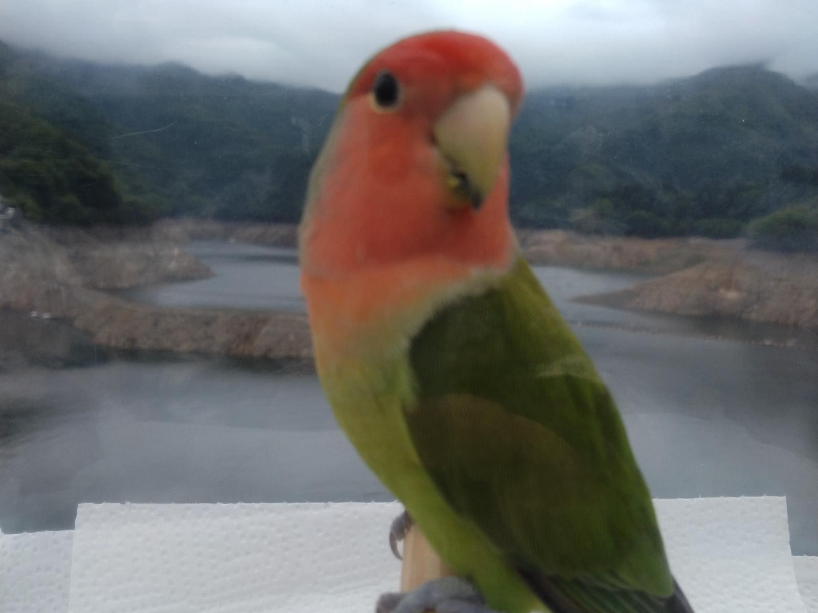 わさびちゃん わさびちゃん