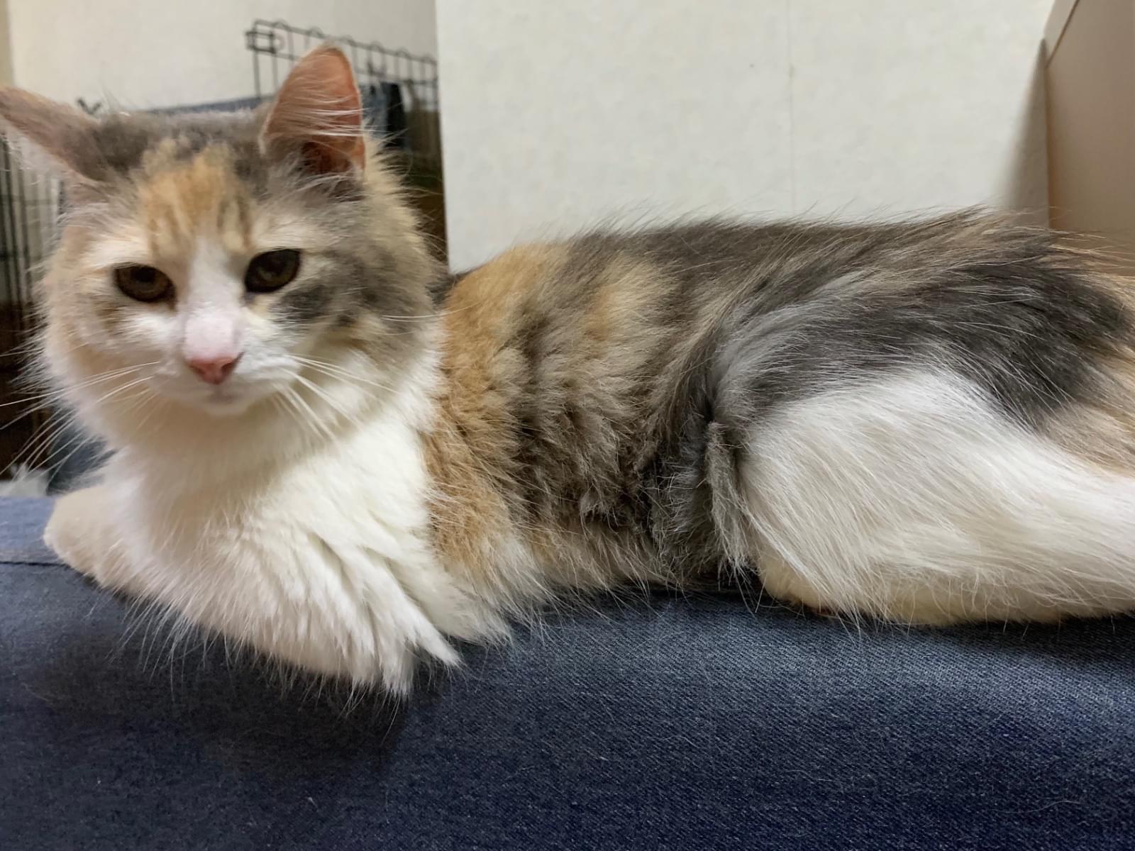 アンコちゃん アンコちゃん