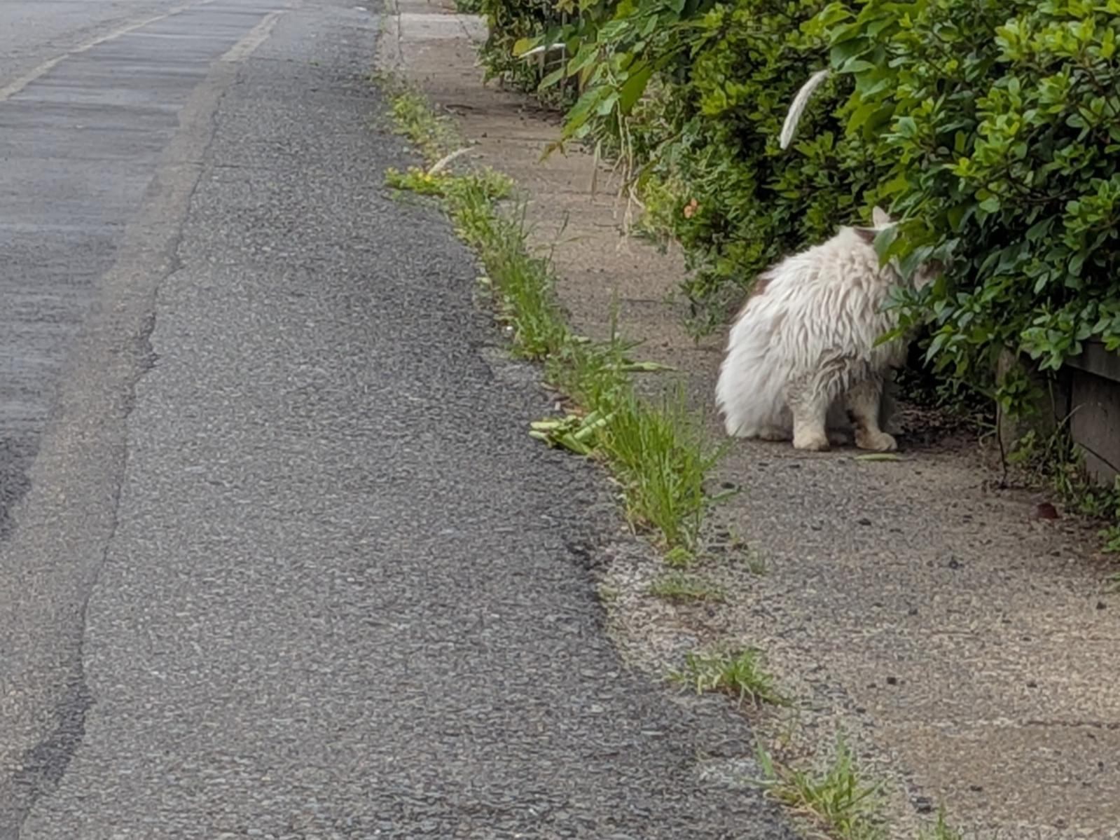 目撃された猫