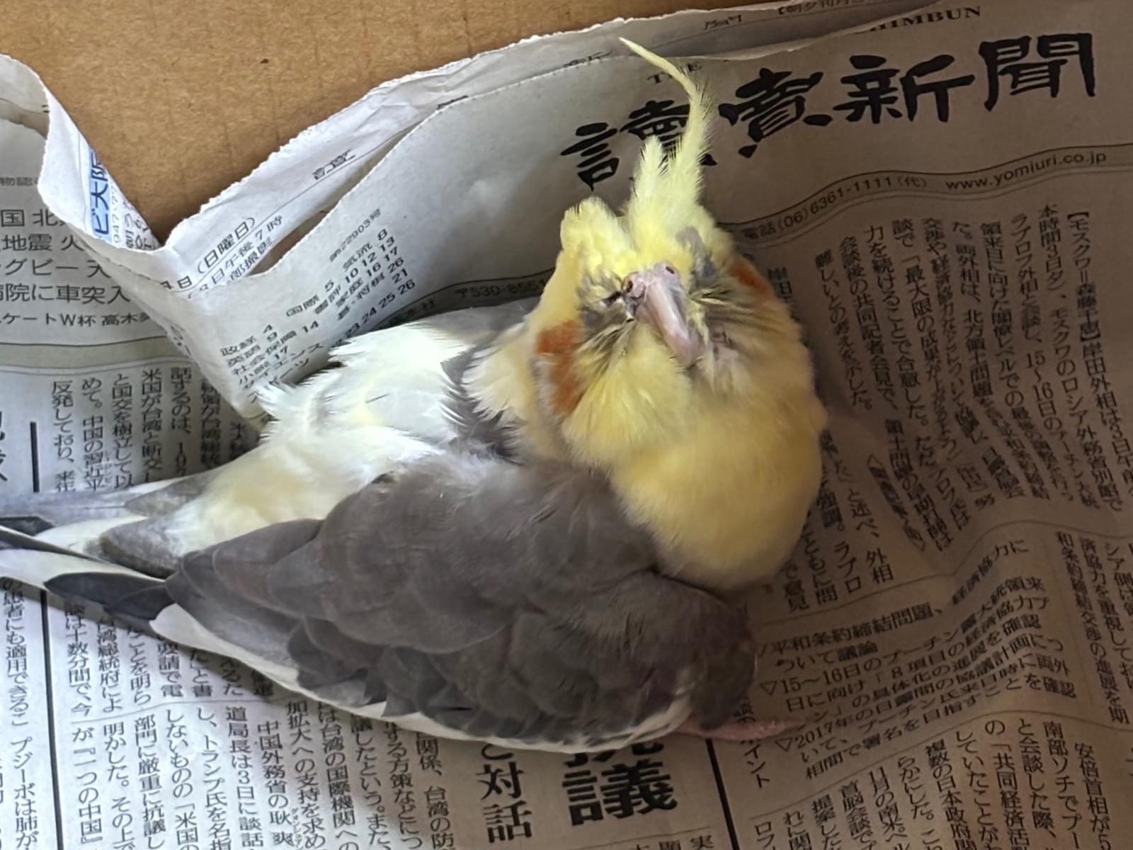 保護された鳥 保護された鳥
