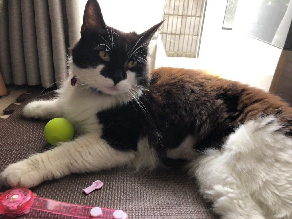 保護された猫 保護された猫