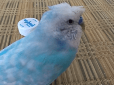 ウミチャンちゃん ウミチャンちゃん