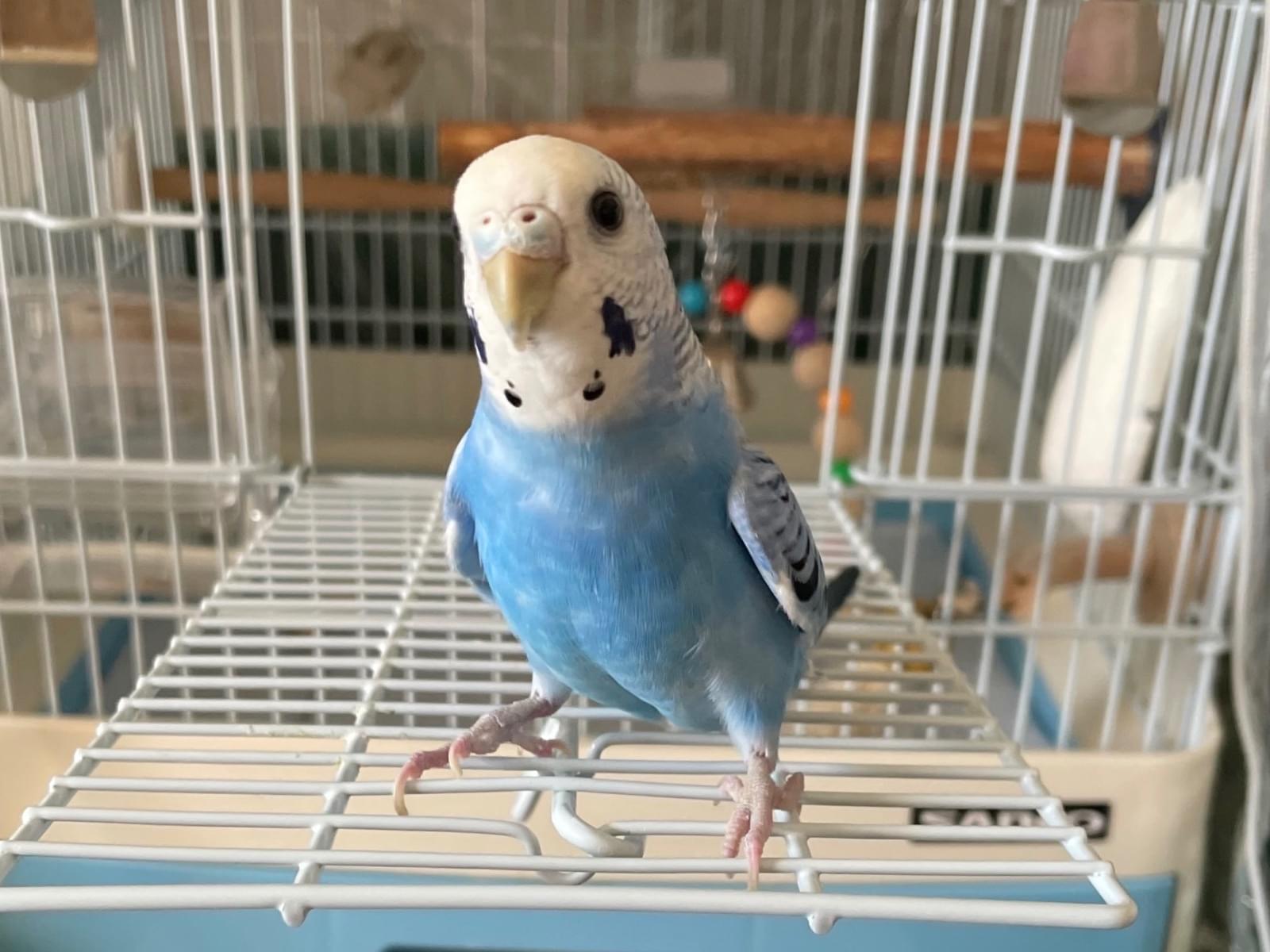 ソラちゃん ソラちゃん