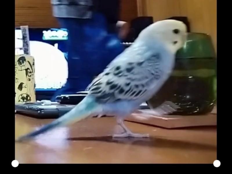 ハッピーちゃん ハッピーちゃん