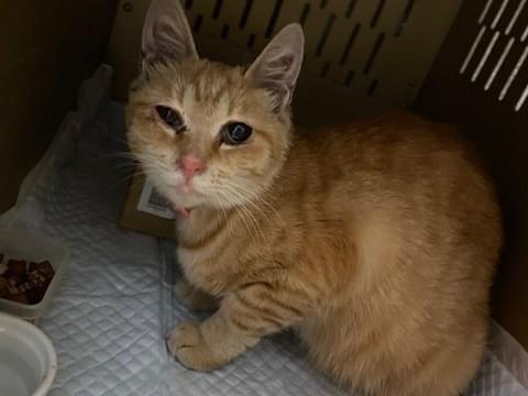 目撃された猫 目撃された猫
