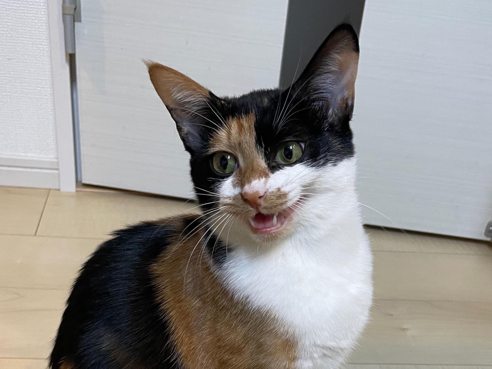 あられちゃん