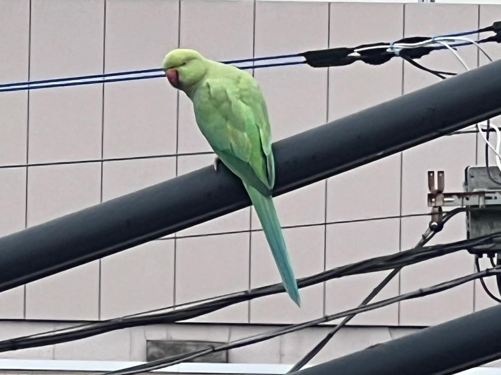 目撃された鳥 目撃された鳥