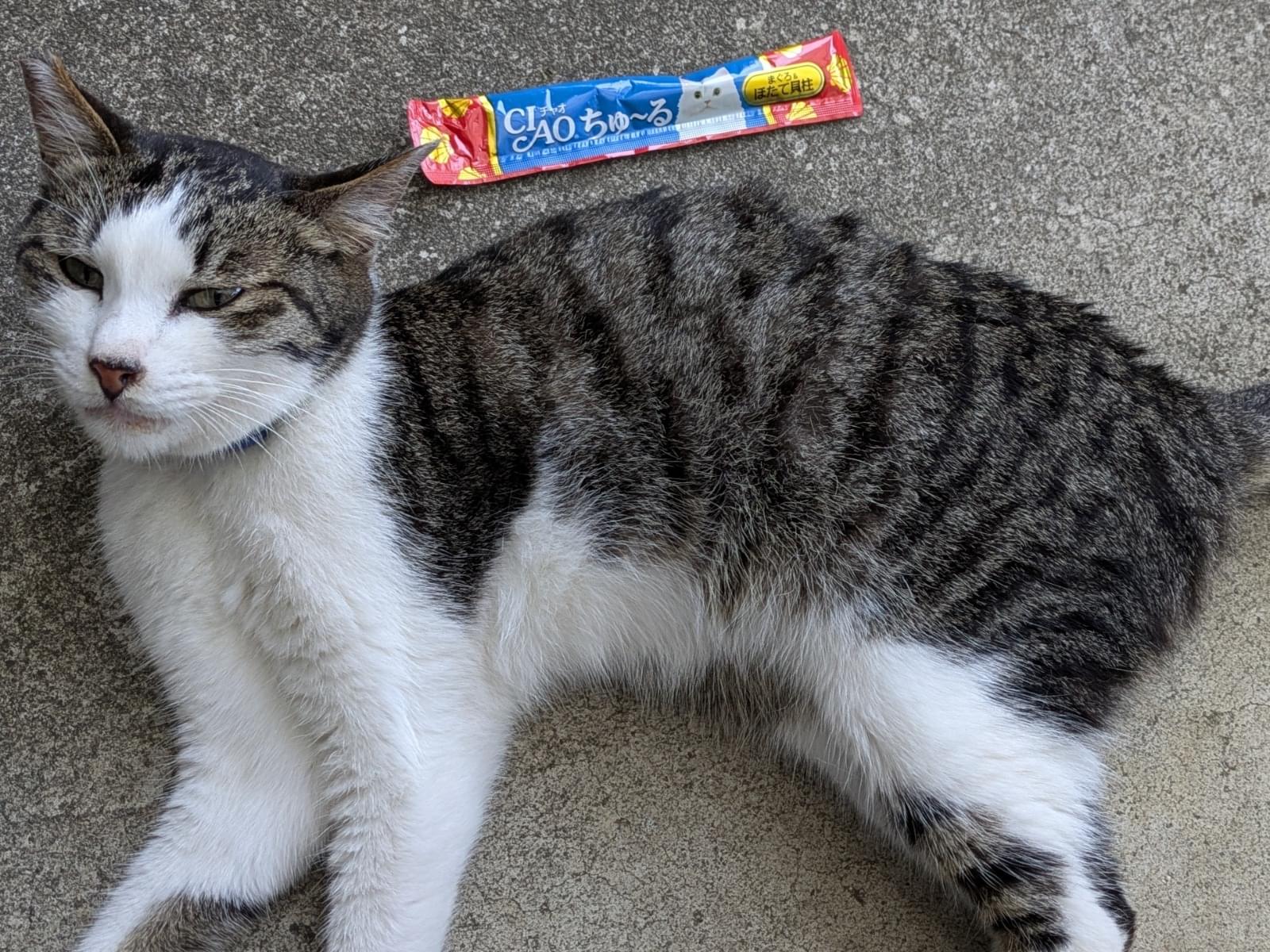 保護された猫 保護された猫