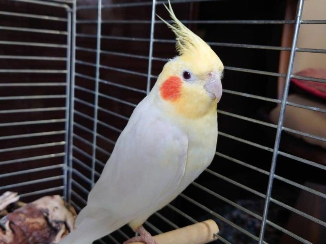 マコトちゃん マコトちゃん