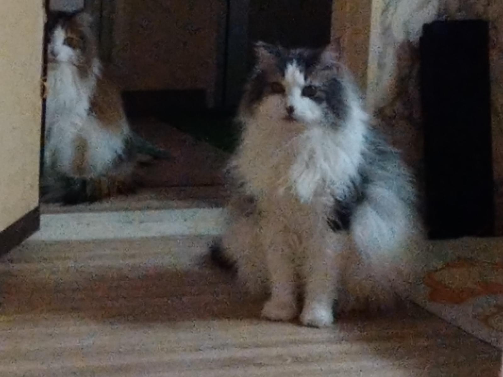 銀ちゃん 銀ちゃん