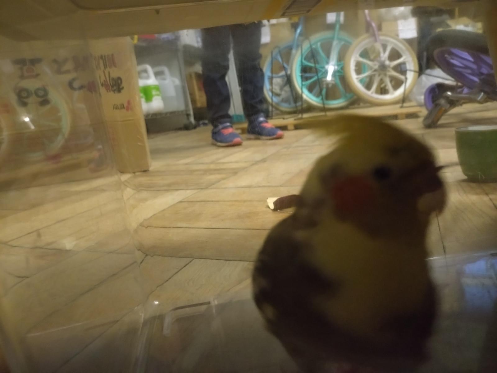 保護された鳥 保護された鳥