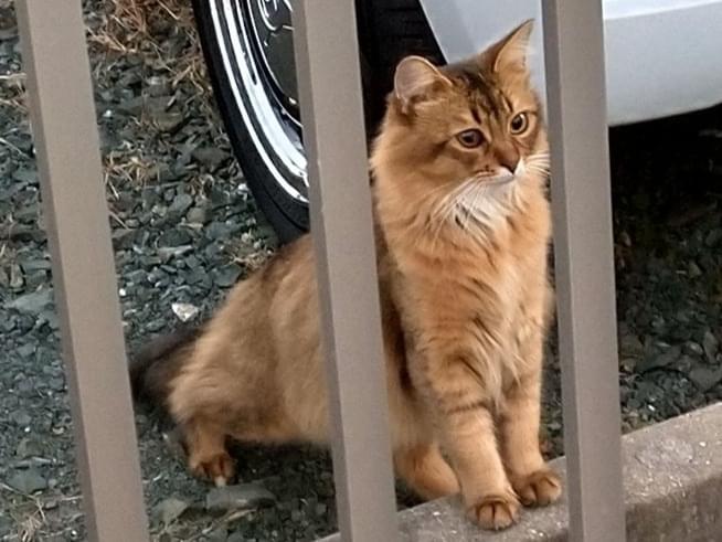 目撃された猫 目撃された猫