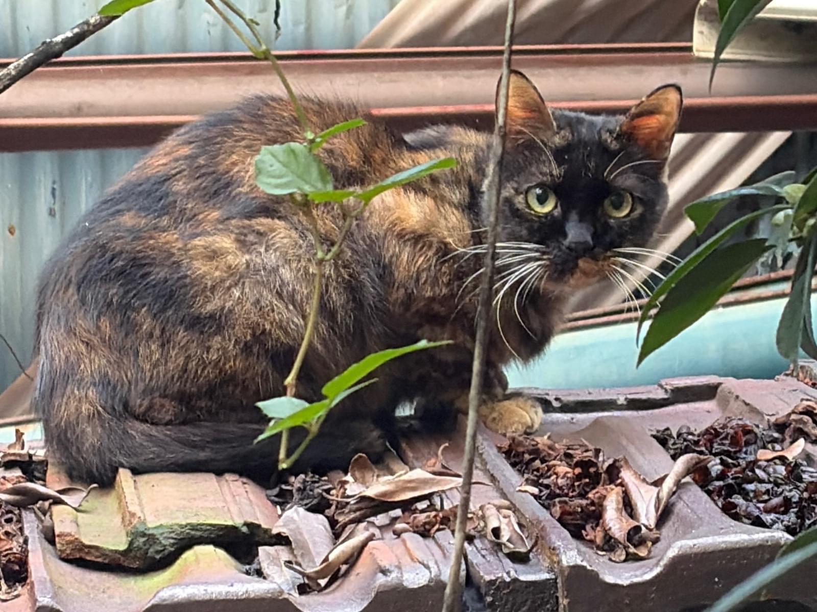 目撃された猫 目撃された猫
