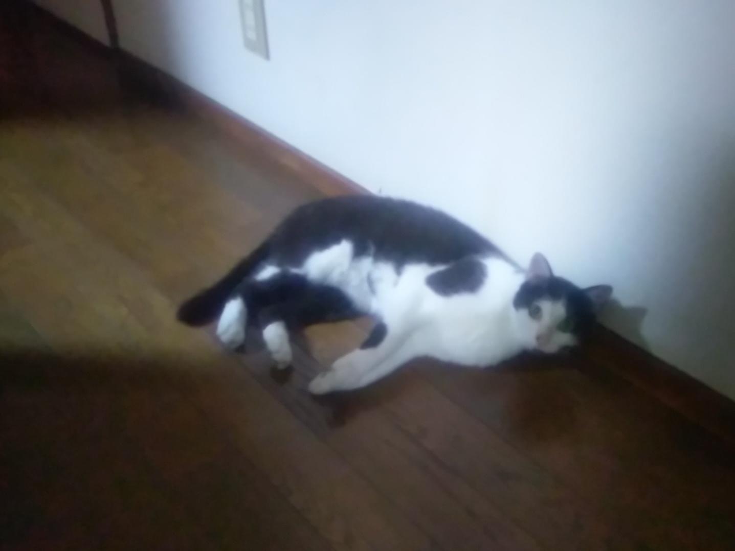 にゃたちゃん にゃたちゃん