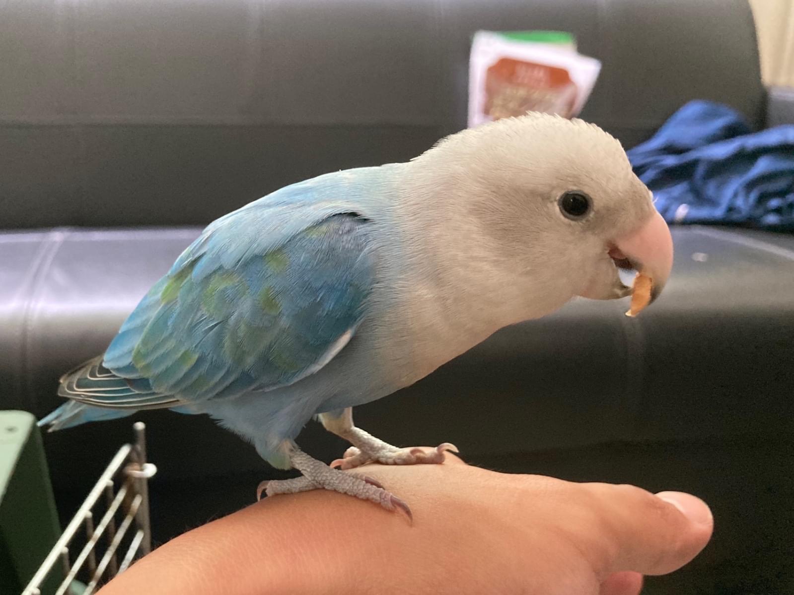 保護された鳥 保護された鳥