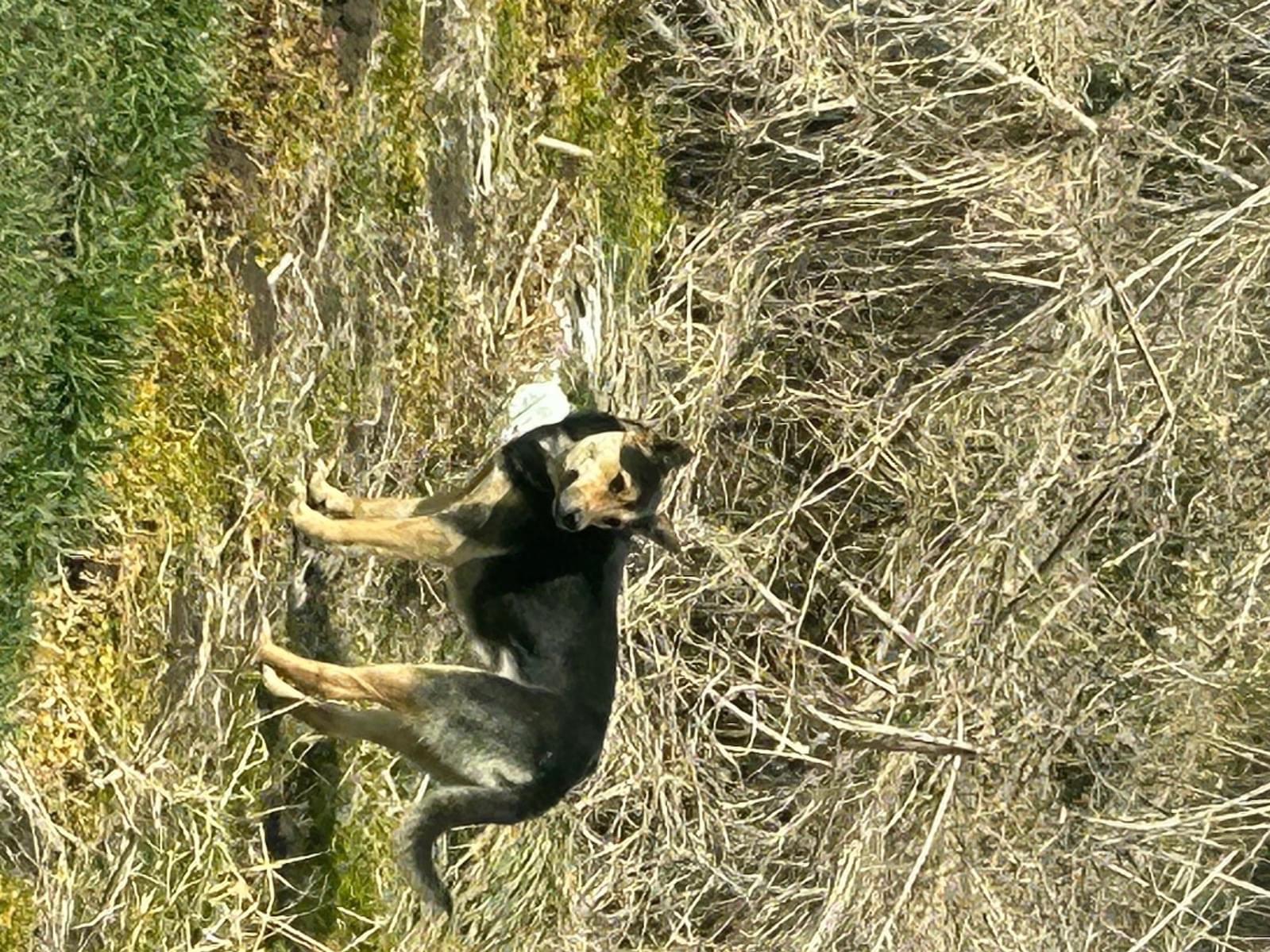 目撃された犬 目撃された犬