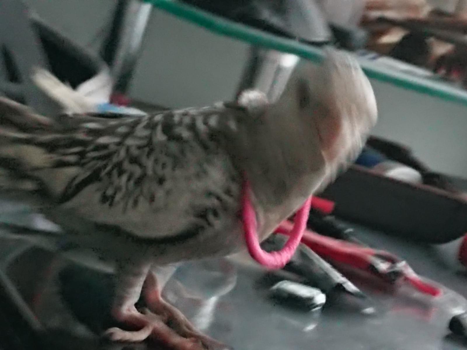 チャッピーちゃん チャッピーちゃん