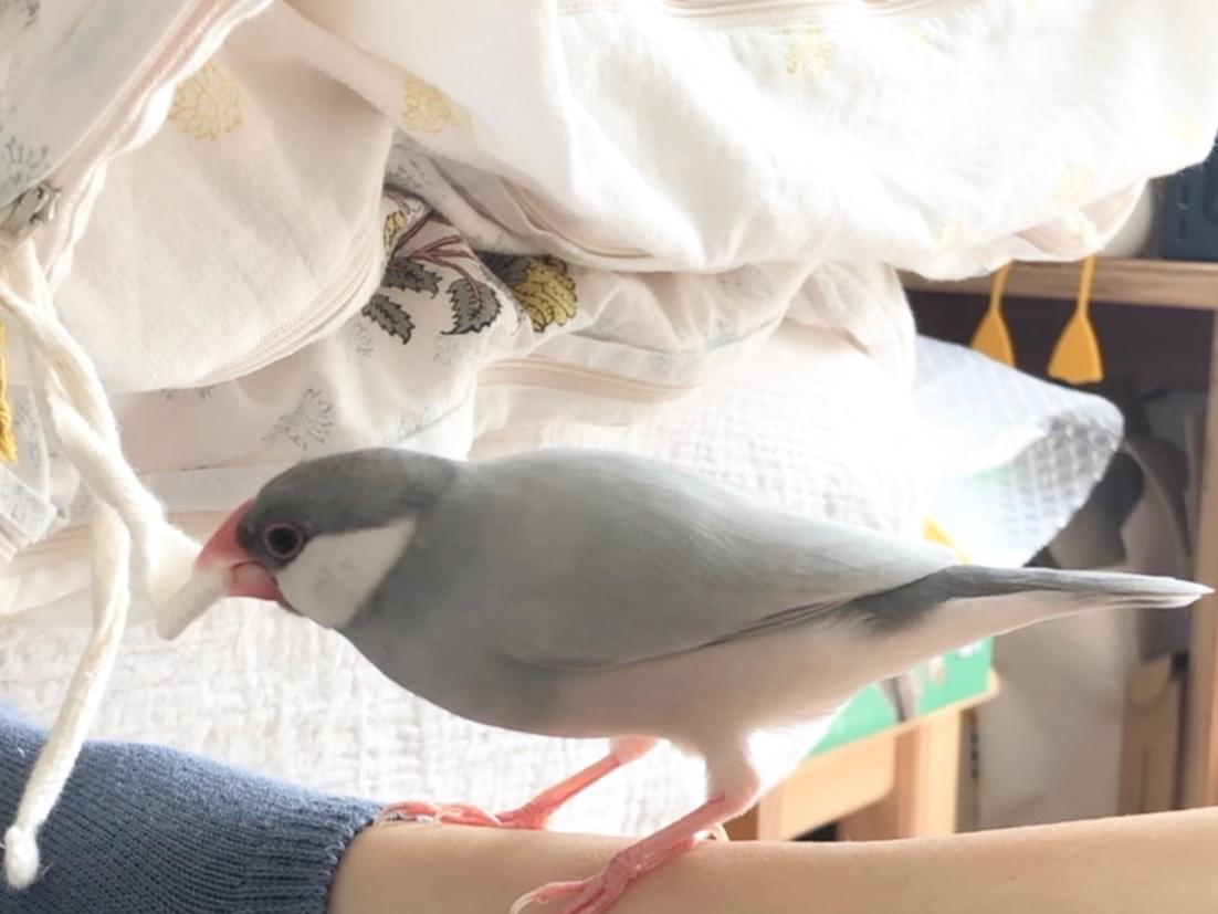 ハクちゃん ハクちゃん