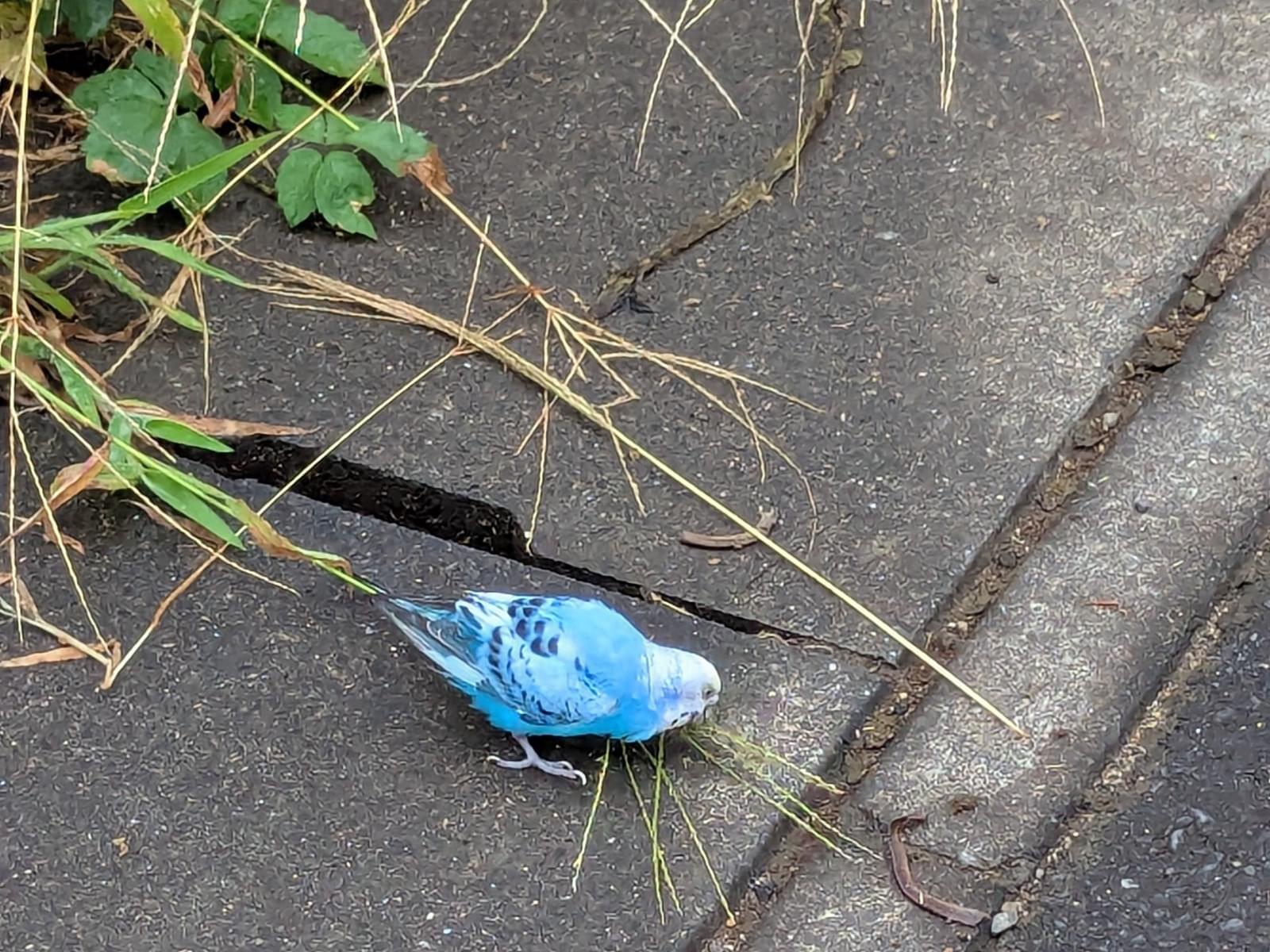 目撃された鳥 目撃された鳥