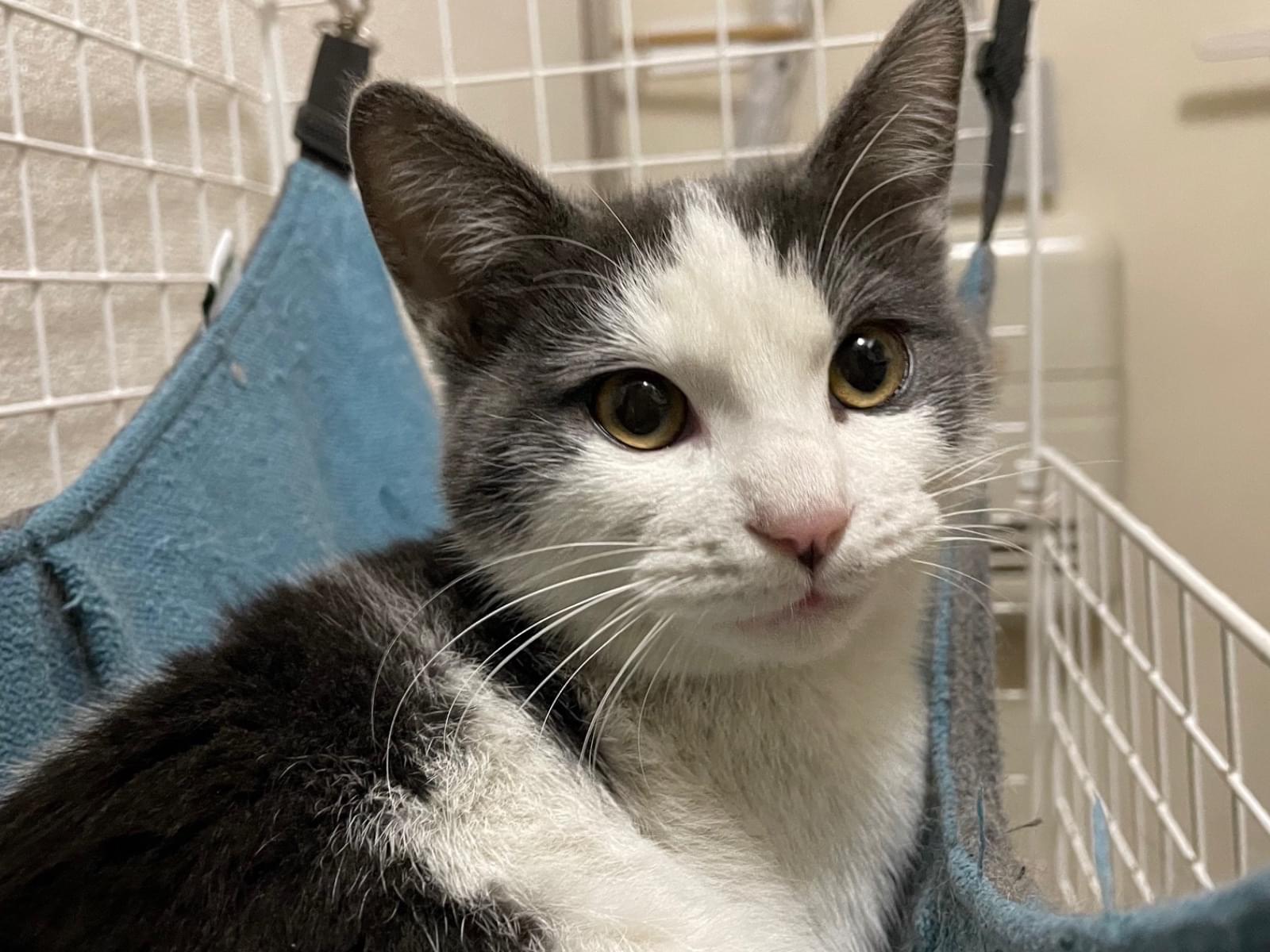 保護された猫 保護された猫