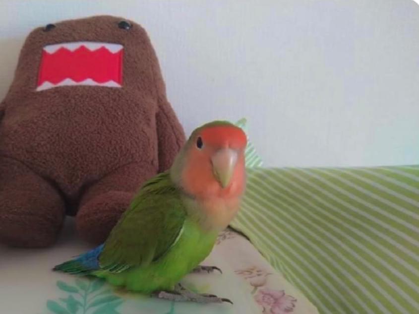 くぅちゃん くぅちゃん