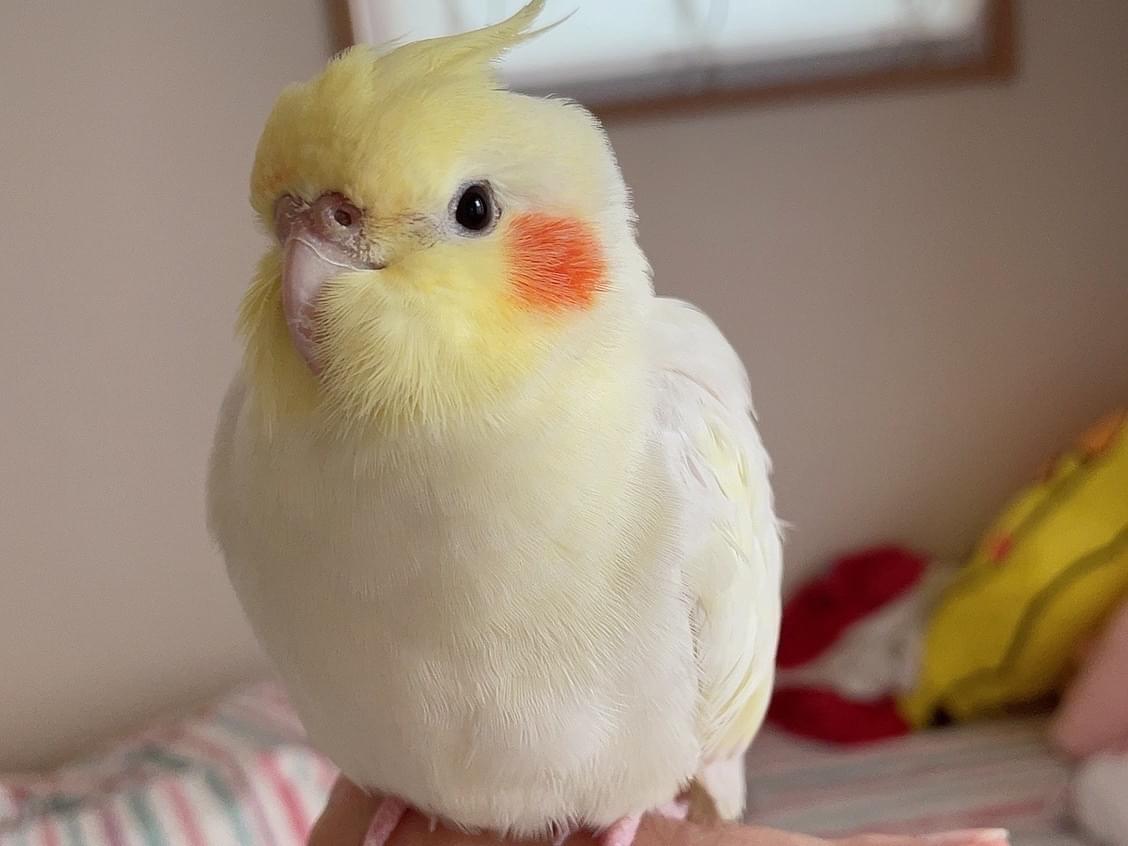 ここちゃん ここちゃん