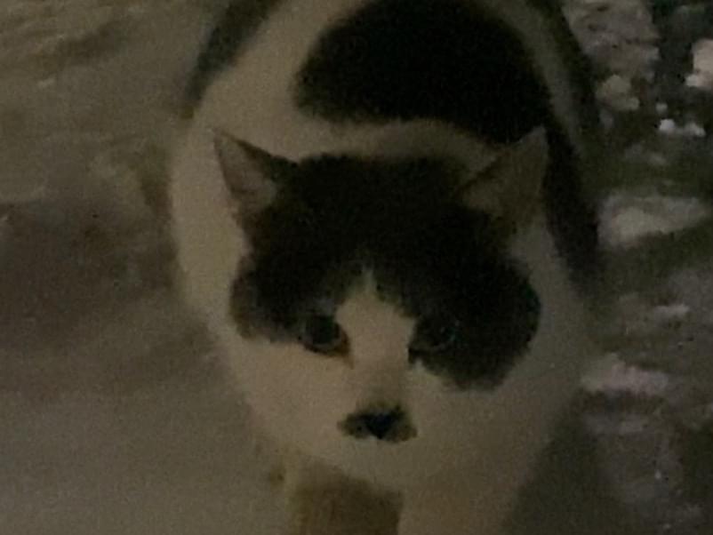 目撃された猫 目撃された猫