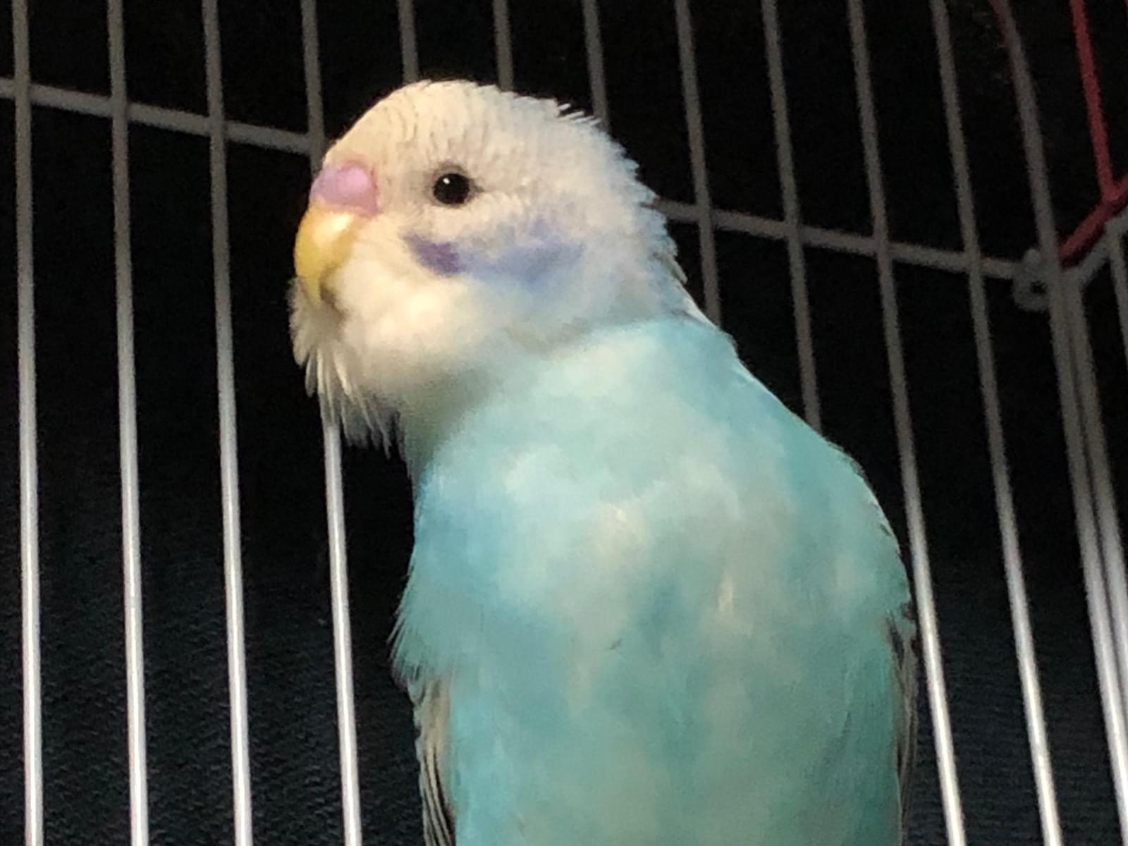 アオちゃん アオちゃん
