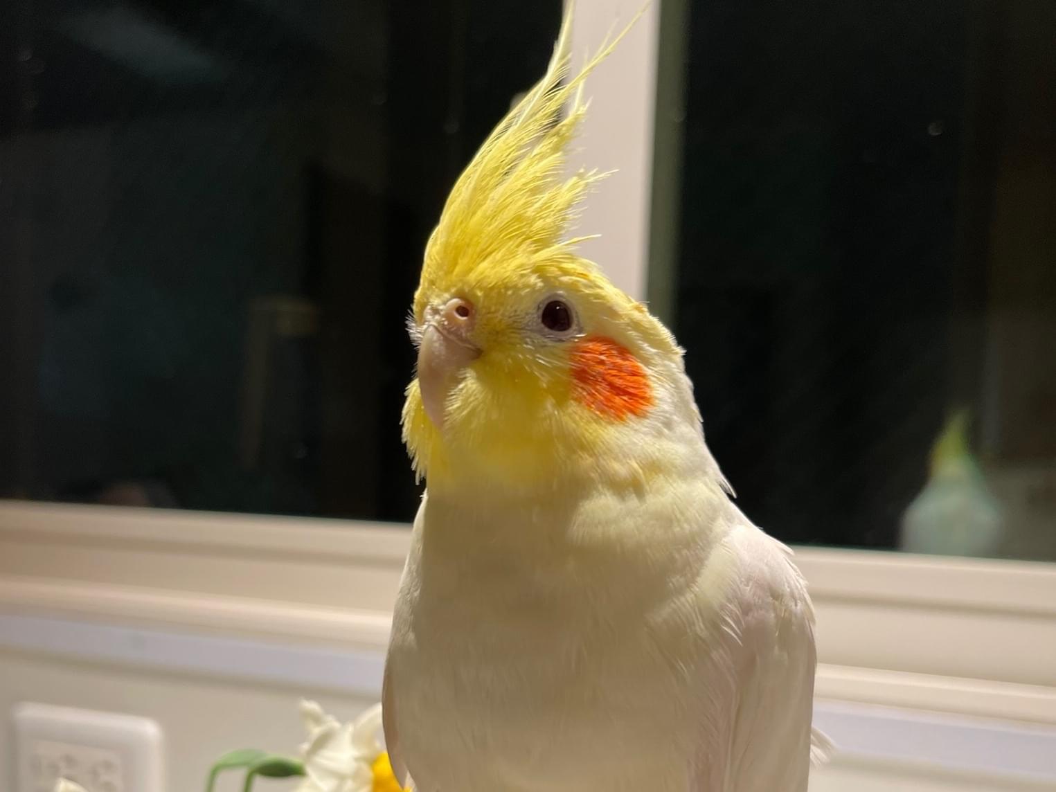 ルチちゃん ルチちゃん