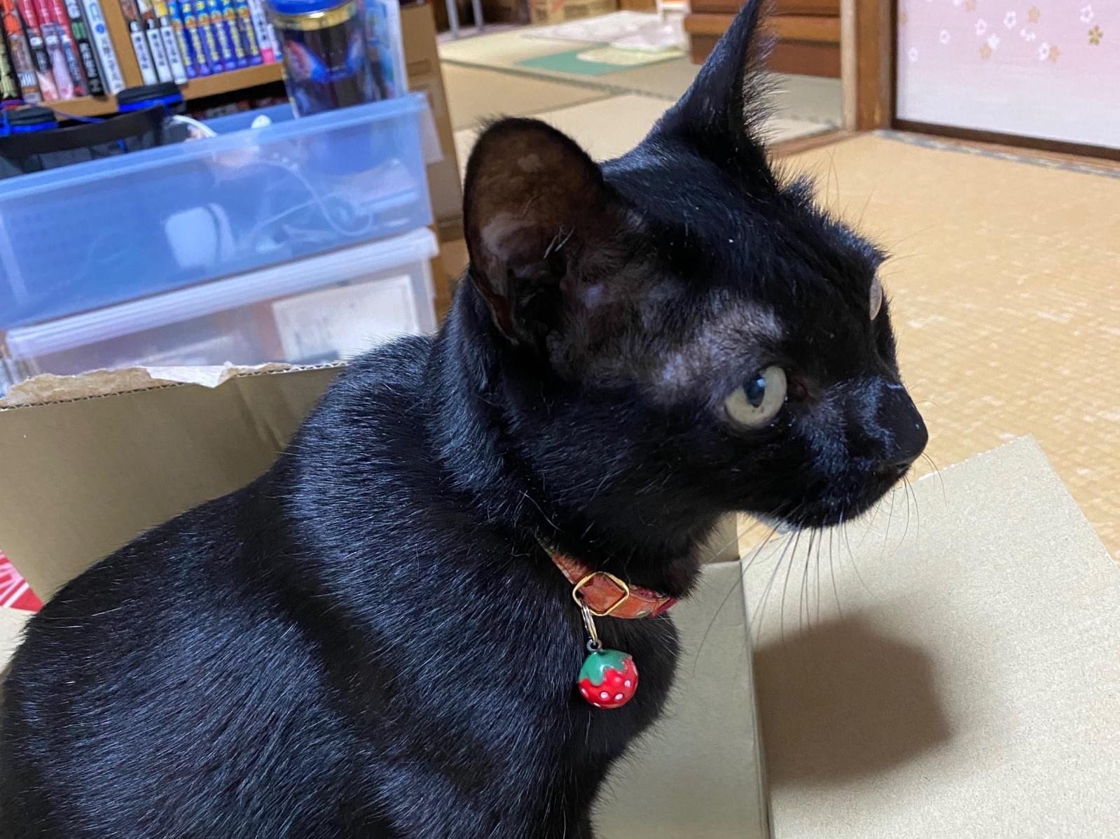 クーちゃん クーちゃん
